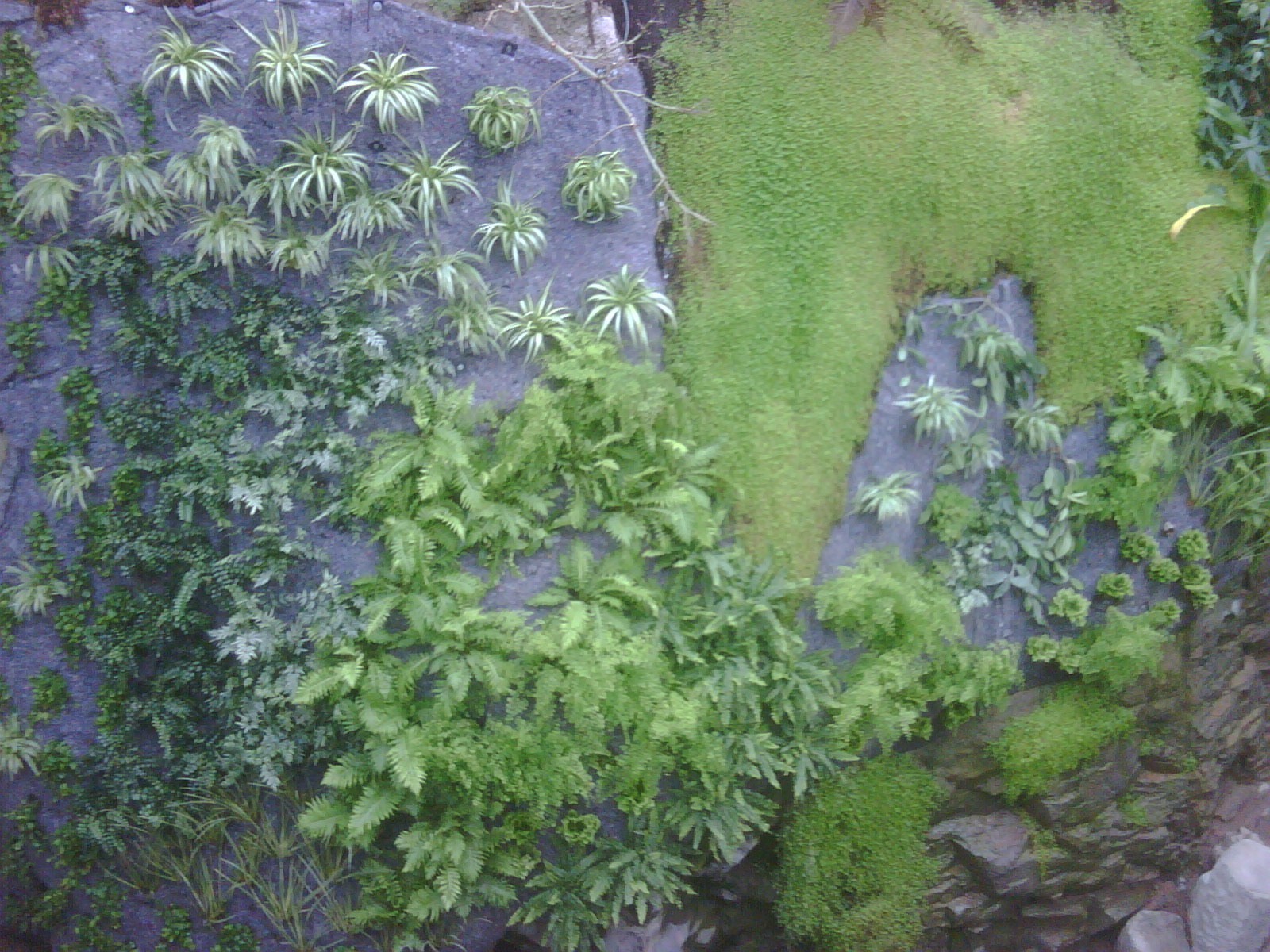 mur-végétal-intérieur-vulcania
